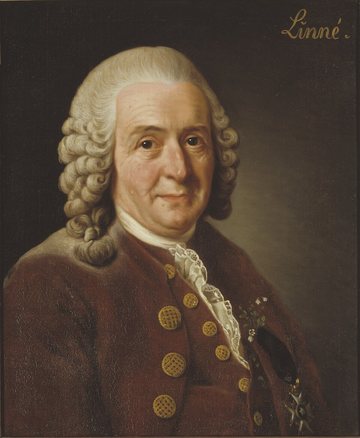 Portrait of Carolus Linnaeus (Carl von Linné)